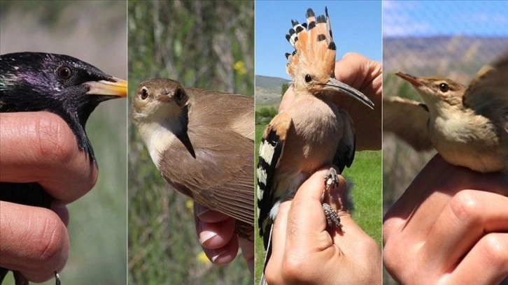 Aras Kuş Cenneti'nde 107 kuş türünün ürediği belirlendi