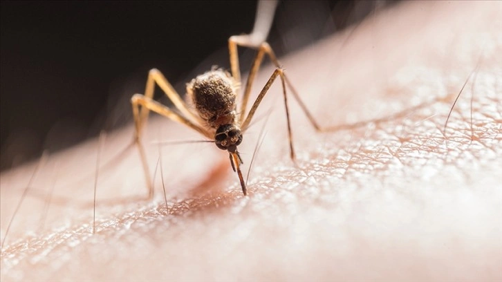 Araştırma: Buruli ülserine neden olan et yiyen bakterileri, sivrisinekler insanlara bulaştırıyor