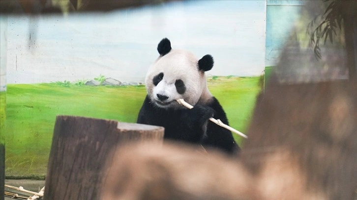 Araştırma: Hayvanat bahçesindeki pandalar 