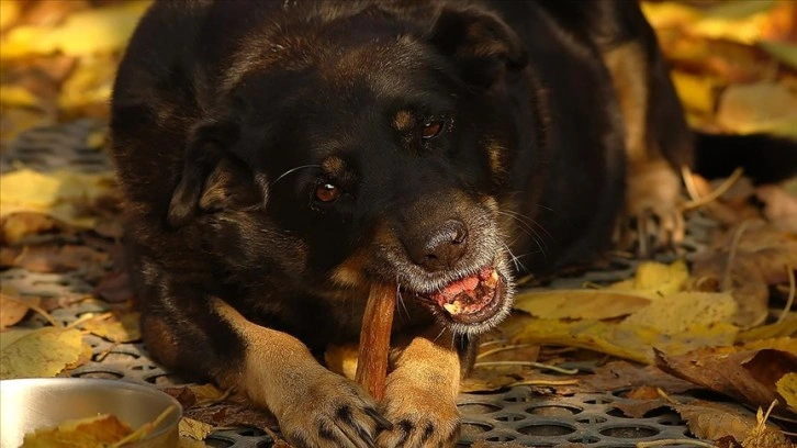 Araştırma: Vegan beslenme köpekler için daha sağlıklı