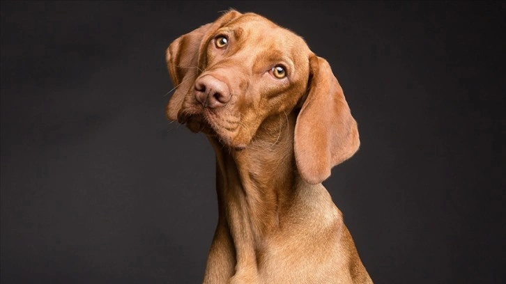 Araştırmaya göre, köpekler strese bağlı nefes değişikliklerini ve terlemeyi algılayabiliyor