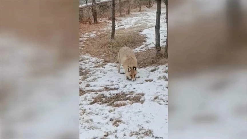 Ardahan'da okul bahçesinde yiyecek arayan tilki görüntülendi