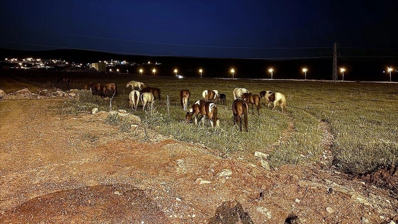 Ardahan'da yiyecek bulmak için kara yoluna inen yılkı atları ulaşımı aksattı