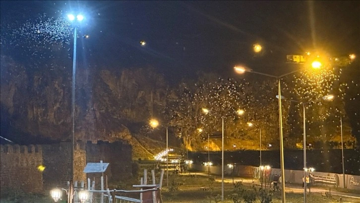 Ardahan'da