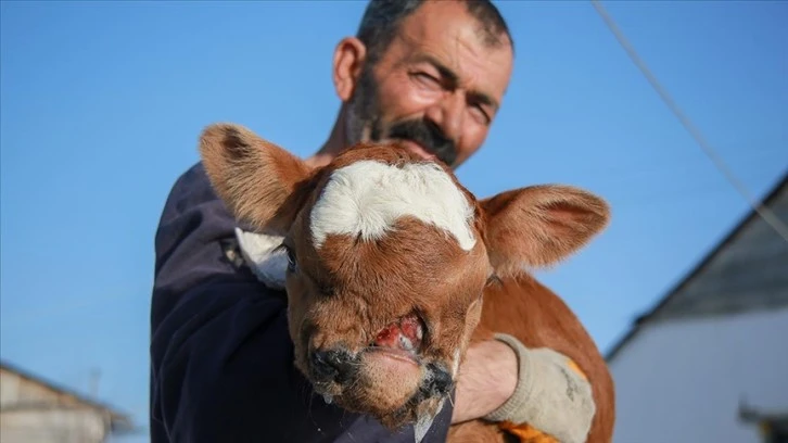 Ardahan'da burun ve dudağı eksik doğan buzağı biberonla besleniyor