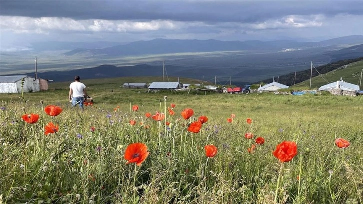 Ardahan'da yaylalar, çiçeklerle renklendi