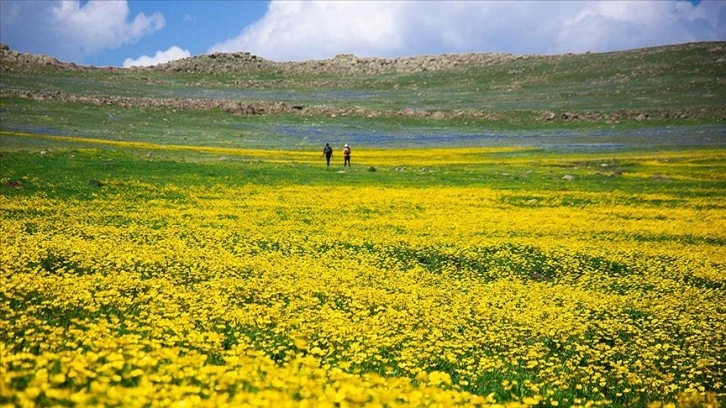 Ardahan'daki Şerefin Dağı ve Üç Tepeler canlanan doğasıyla dağcıların rotasında