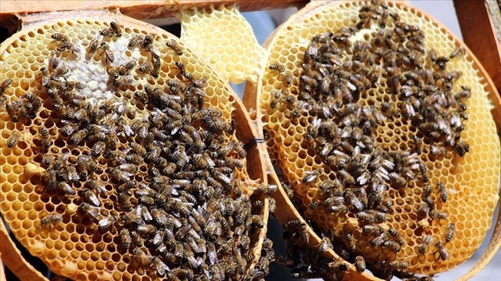 'Arılar Varsa Yarınlar Var' diyerek on binlerce çocuğa arıları anlattılar
