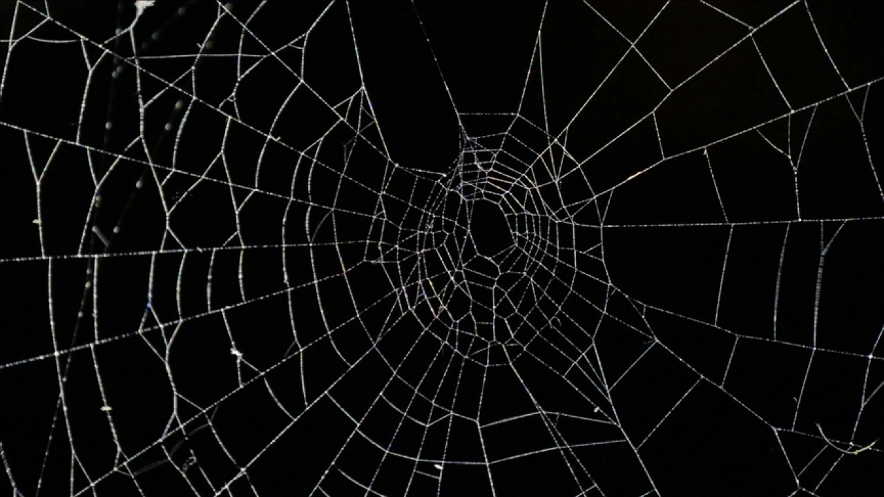 Arnavutluk-Yunanistan sınırında bir mağarada "dünyanın en büyük örümcek ağı" bulundu