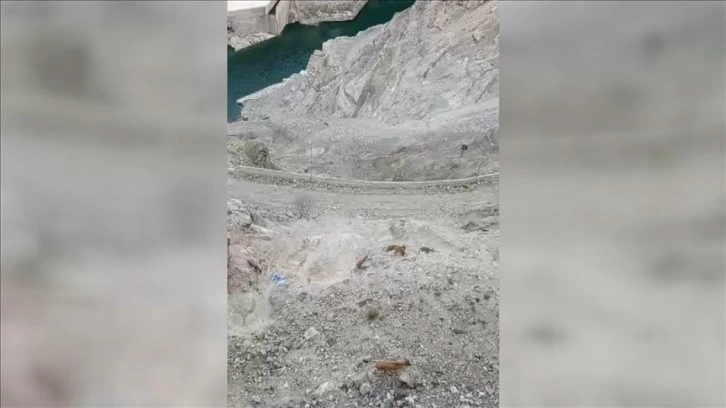 Artvin'de baraj çevresinde yaban keçileri görüntülendi
