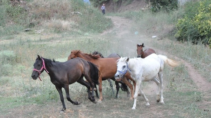 Artvin'de