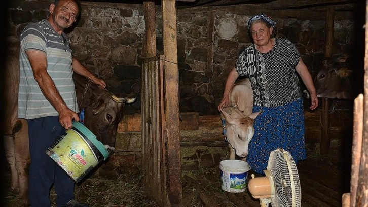 Artvinli çiftçi evindeki tek vantilatörü ineklerinin serinlemesi için ahıra kurdu