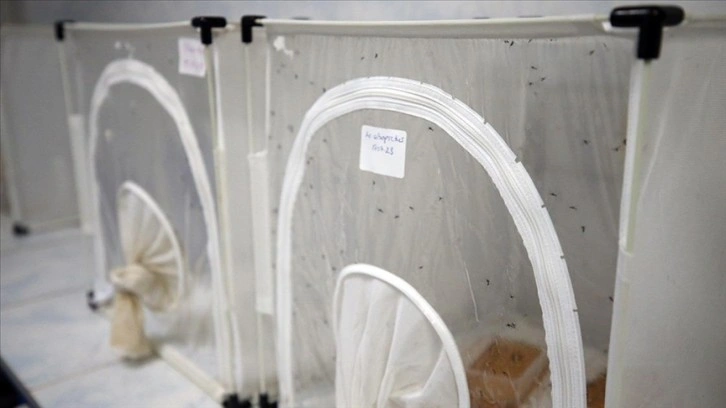 Asya kaplan sivrisineği Ege ve Akdeniz'de yayılımını sürdürüyor