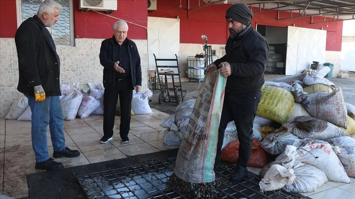 Atalarının Girit'ten getirdiği zeytin aşılarıyla aile mesleklerini sürdürüyorlar