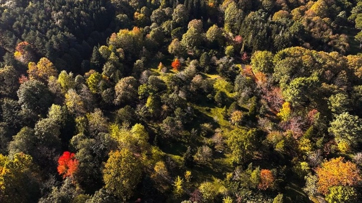 Atatürk Arboretumu'nda sonbahar renkleri