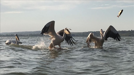 Avladığı balıkları pelikanlarla paylaşıyor