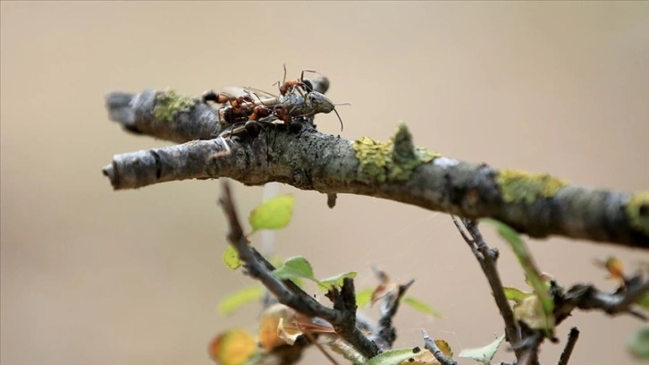 'Avrupa kırmızı orman karıncaları' korumaya alınınca yuva sayıları artmaya başladı
