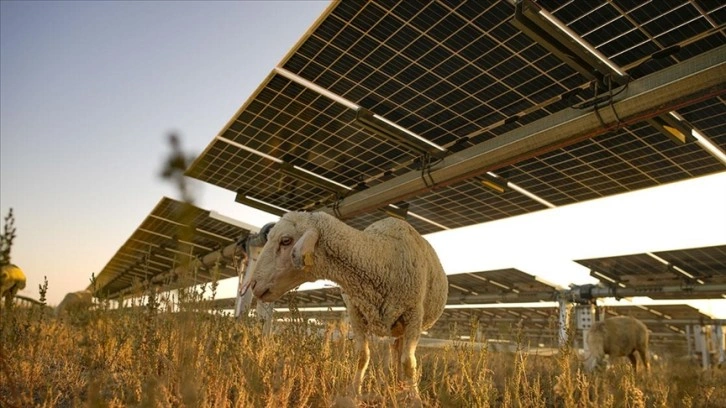 Avrupa'nın en büyük güneş enerji santrali küçükbaş için otlatmaya açıldı