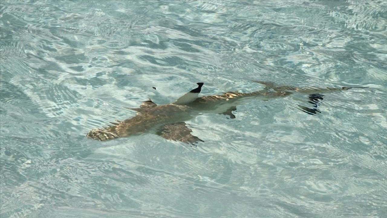 Avustralya'da köpek balığı saldırısı sonucu bir kişi hayatını kaybetti, bir kişi yaralandı