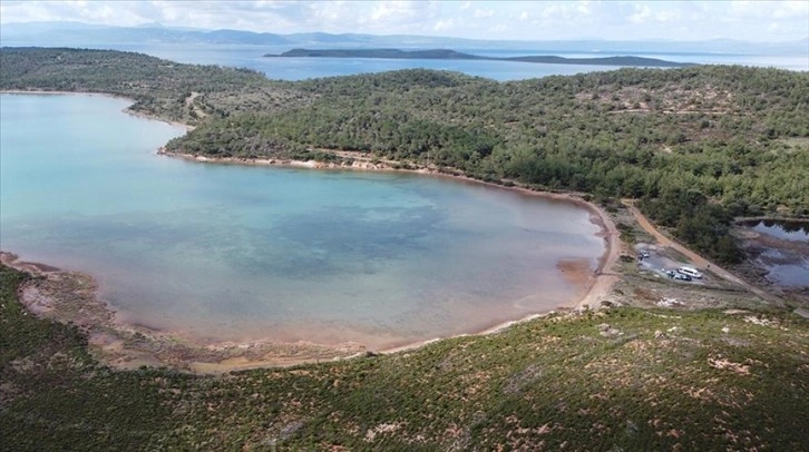 Ayvalık'ta 11 yıl arayla iki kez yanan ormanlık alan ağaçlandırıldı