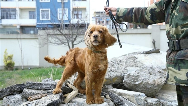 Azerbaycan'dan gelen arama kurtarma köpeği Juna, enkazlardan 3 kişinin kurtarılmasını sağladı