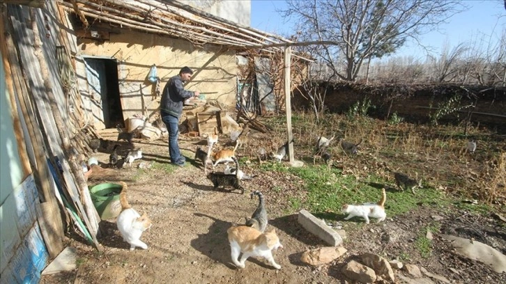 Babasından miras kedileri uzaktan takip için kamera sistemi kurdu