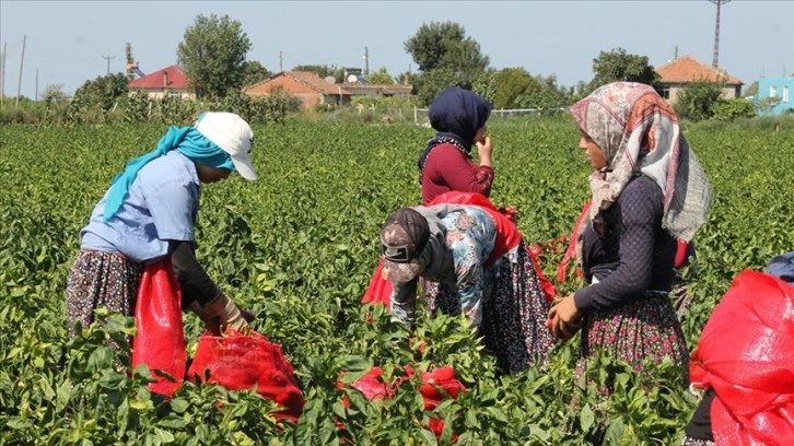 Bafra Ovası'nda 160 bin ton kapya biber rekoltesi bekleniyor