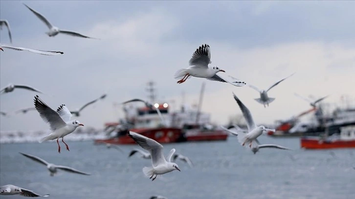 Balıkçı teknelerinin zorunlu molası martıların yiyecek bulmasını olumsuz etkiledi