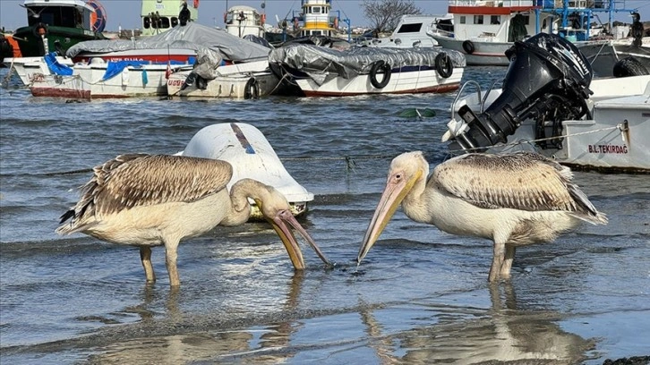 Balıkçıların beslediği pelikan Osman ile İbo bu sene göç etmedi
