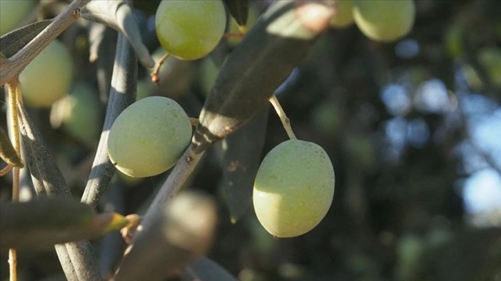 Balıkesir'in körfez ilçelerindeki yağışlar zeytin üreticisini sevindirdi