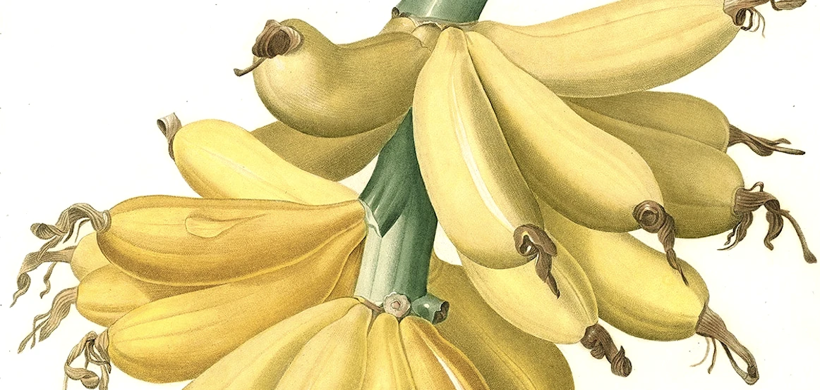 Banana -Sami Mert yazdı-