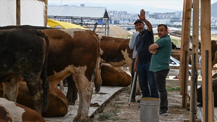 Başkentteki hayvan pazarlarında kurbanlıklar alıcılarını bekliyor