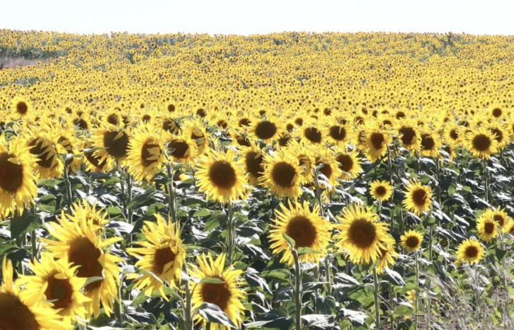 Başkortostan, Türkiye'ye ayçiçek üretimi için bir yatırım alanı sunacak