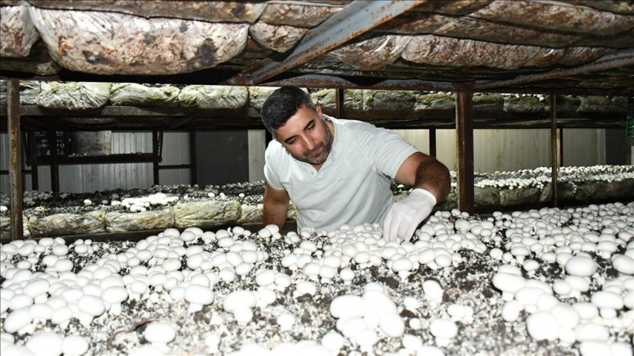 Batmanlı girişimci devlet desteğiyle kurduğu tesiste yıllık 600 ton kültür mantarı üretiyor