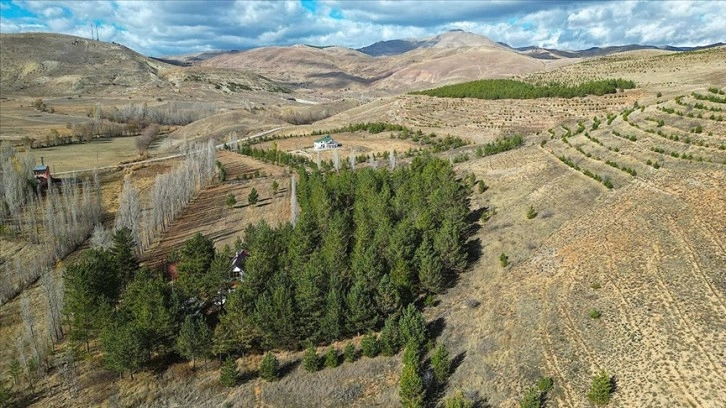 Bayburt'ta emekli doktor çorak araziyi 3 bin ağaçlı ormana dönüştürdü