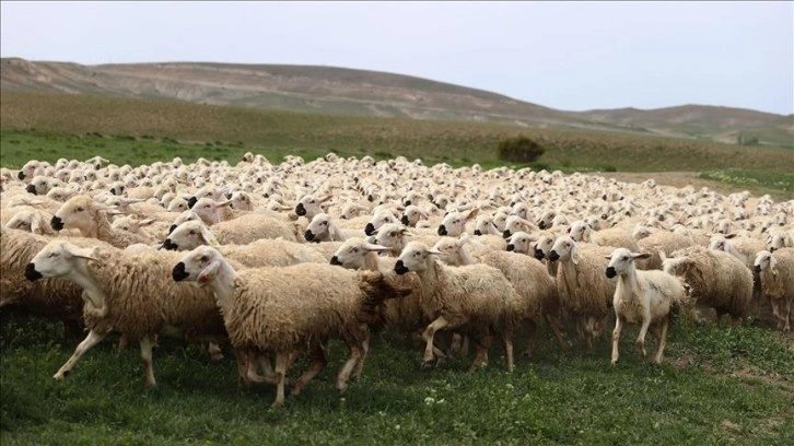 Bayramda 3 milyonun üzerinde küçükbaş kurbanlık satıldı