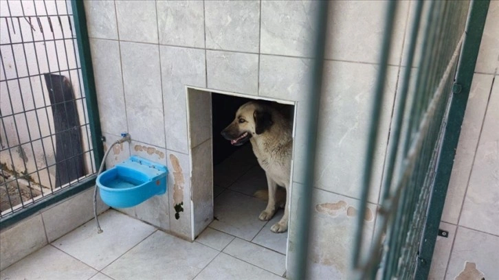 Belçika'dan ailesiyle tatile gelen çocuk, sahipsiz köpeğin saldırması sonucu yaralandı