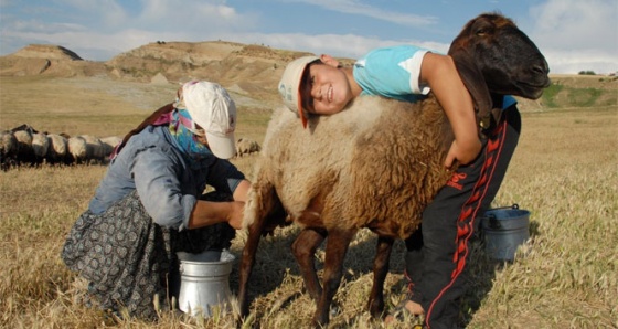 Berivanların Ramazan'da sıcakla imtihanı