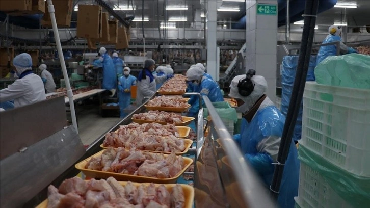 Beş yılda üretilen kanatlı etinin yaklaşık 4'te 1'i ihraç edildi