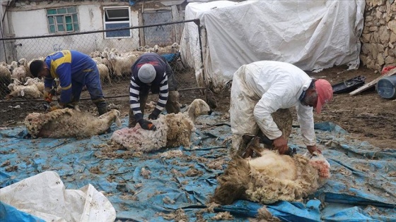 Besicilerin 'koyun kırkma telaşı' başladı