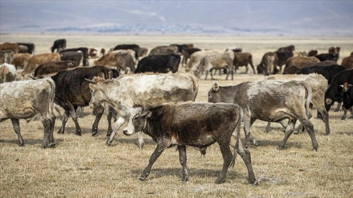 Besicilik merkezi Erzurum'un hayvan varlığı teşvik ve desteklerle artıyor