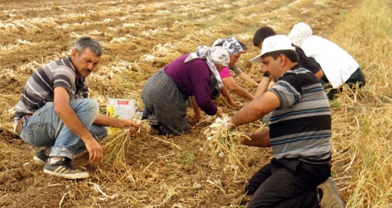 'Beyaz Altın'ın hasadı başladı