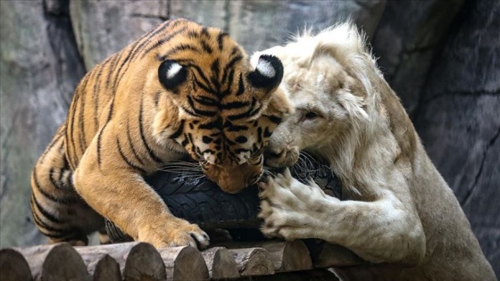 Beyaz aslan ile Bengal kaplanının dostluğu görenleri hayrete düşürüyor