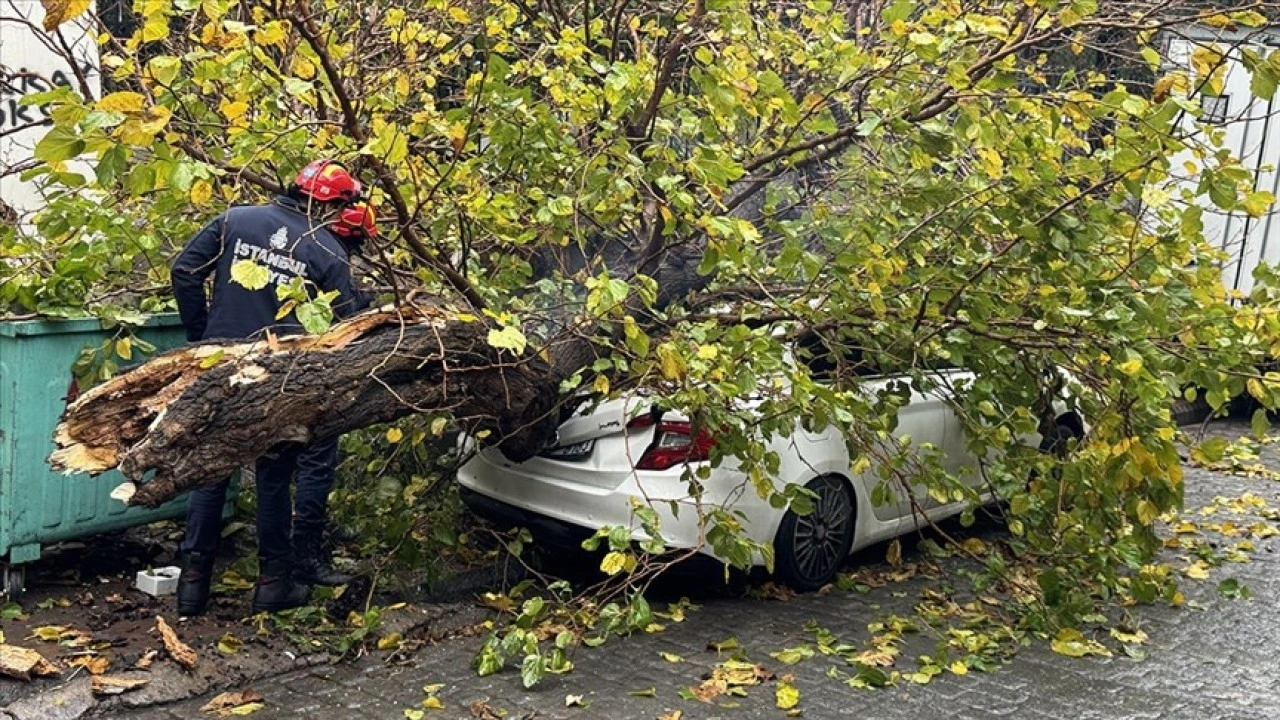 BeyoÄŸlu'nda park halindeki aracın üzerine aÄŸaç devrildi