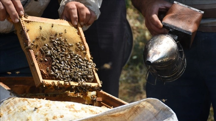 Bilecikli arıcı kaliteli bal üretmek için 22 yıldır kovanlarını taşıyor