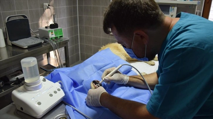 Bilecik'teki hayvan hastanesinde yaklaşık 2 bin 500 hayvan tedavi edildi