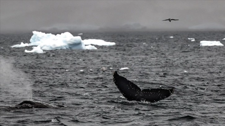 Bilim insanları buzul balinalarının neslinin düşünüldüğünden daha erken tükeneceğinden endişeli