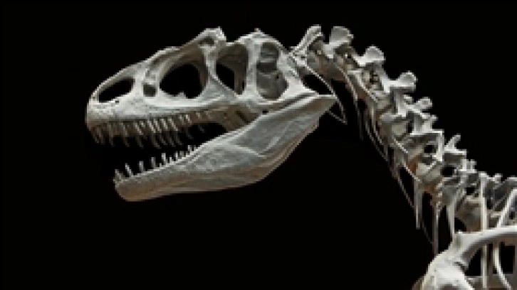 Bilim insanları, dinozorların da solunum rahatsızlığı yaşadığını tespit etti