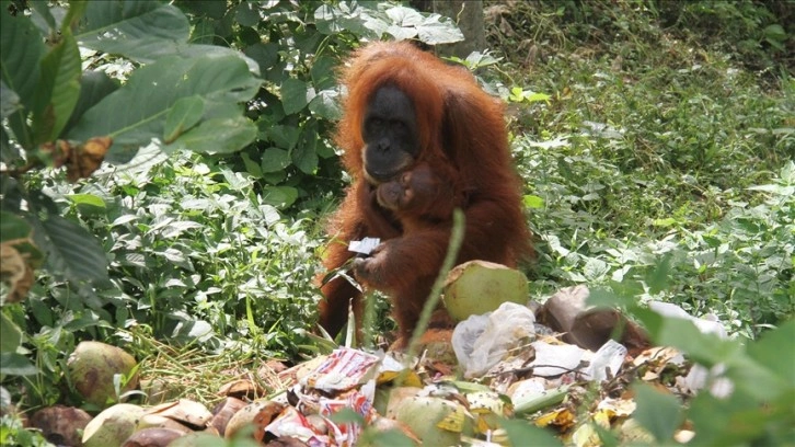 Bilim insanları, orangutanların tıbbi bir bitkiyi doğrudan yaraya uyguladığını ilk defa gözlemledi
