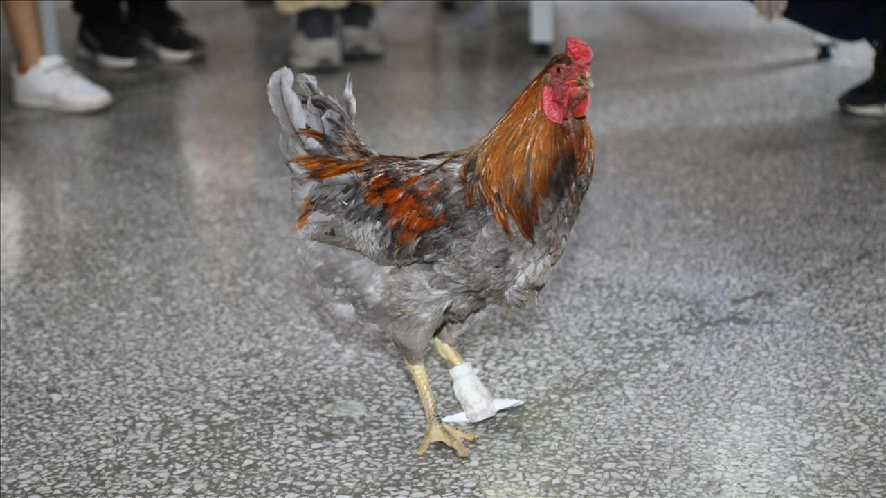 BİLSEM öğrencileri, ayağı kopan horoz için protez yaptı